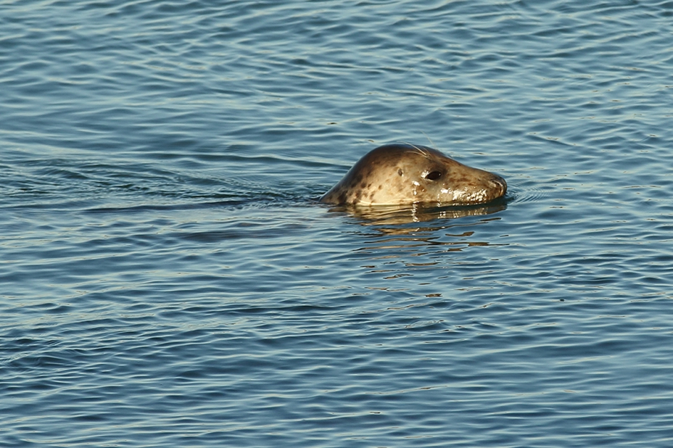 grijze zeehond - Zoogdieren - 