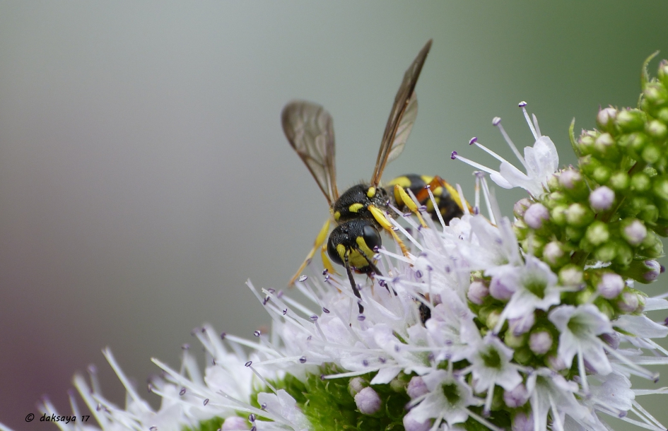 Groefbijendoder - Geleedpotigen - 