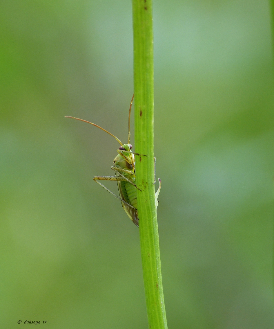 Groene blindwants - Geleedpotigen - 