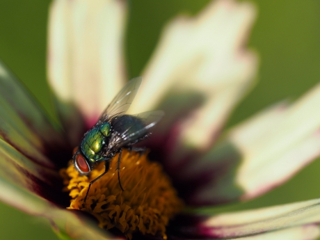 Groene vleesvlieg op meisjesoog