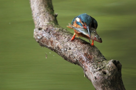 Groot Baarsje voor IJsvogeljong.