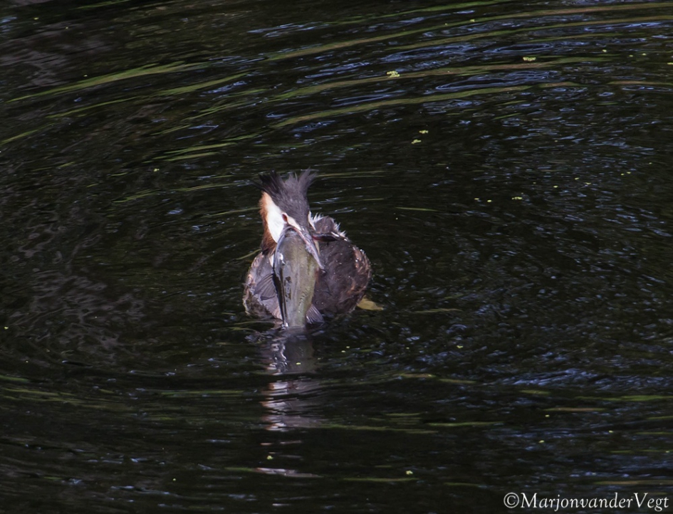 Grote bek - Vogels - Fuut