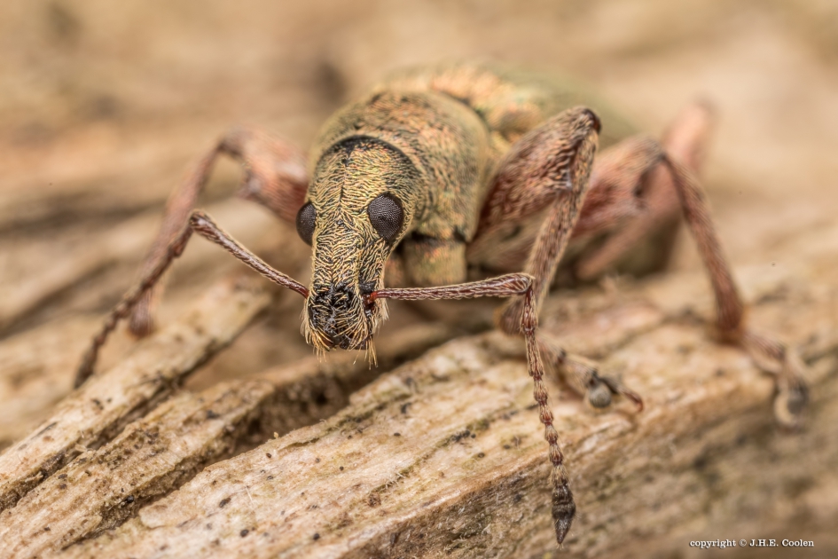 Grote bladsnuitkever - Geleedpotigen - Grote bladsnuitkever