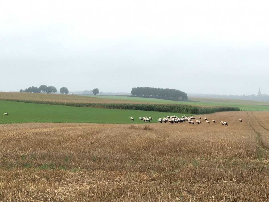 Grote groep ooievaars - Zoogdieren - Ooievaars