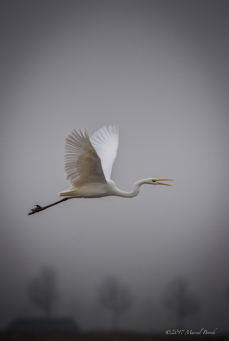 Grote Zilverreiger - Vogels - Grote Zilverreiger