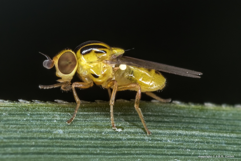Halmvliegje - Geleedpotigen - Halmvlieg