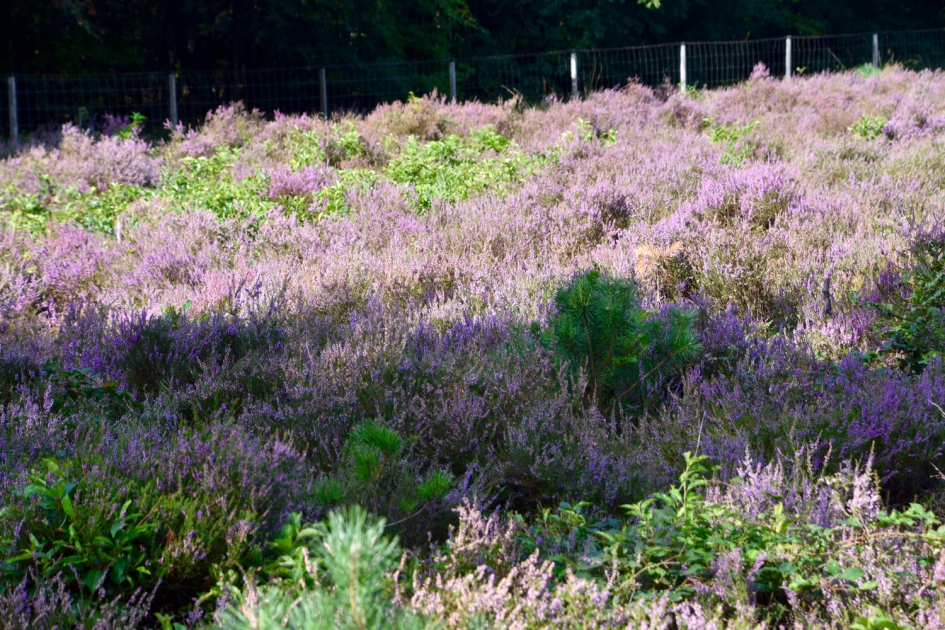 Hei - Weer en landschap - 