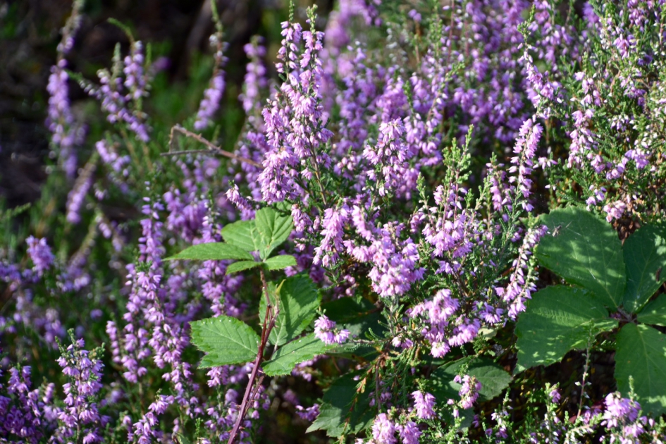 Heide - Planten - 