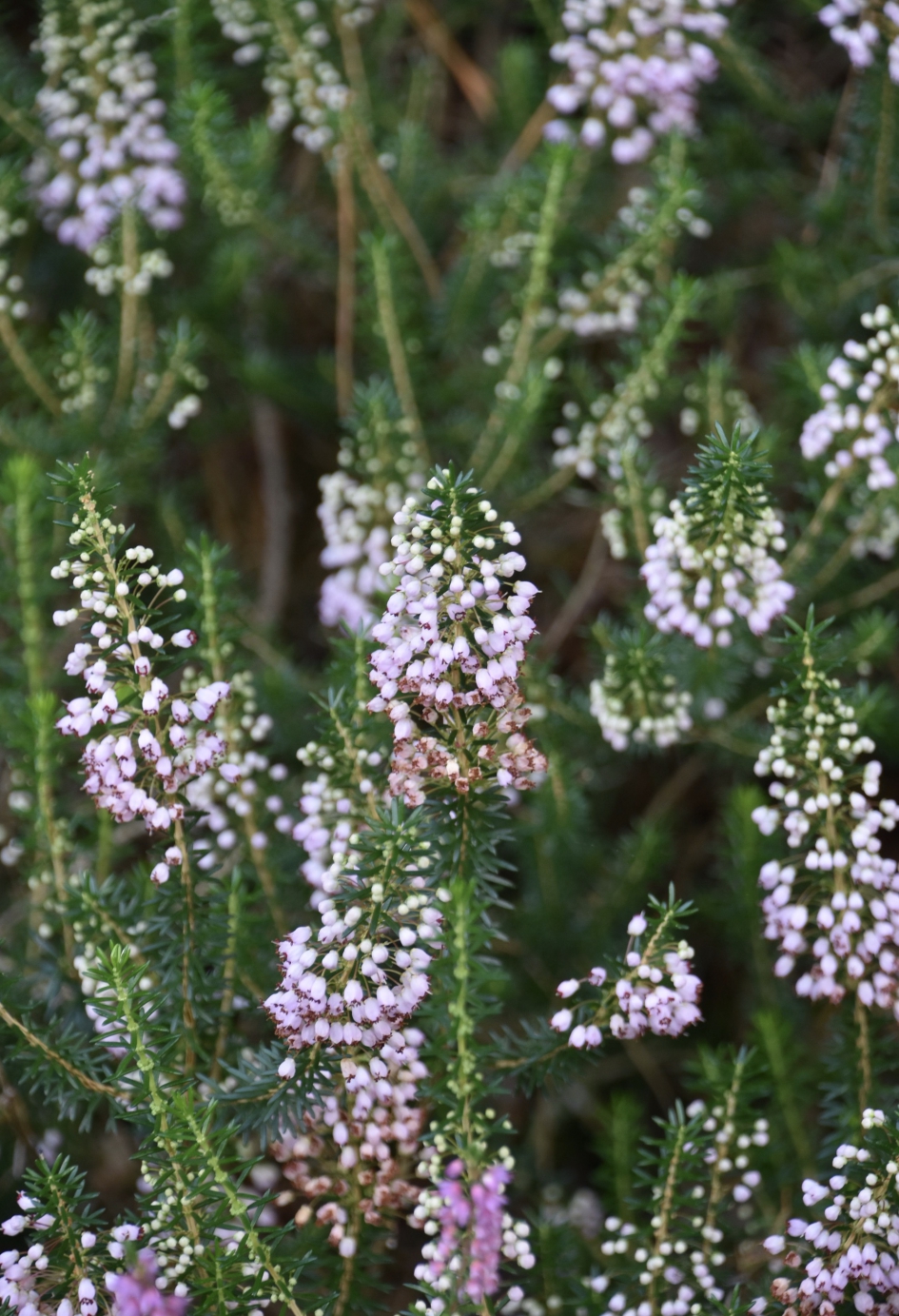 Heide - Planten - 
