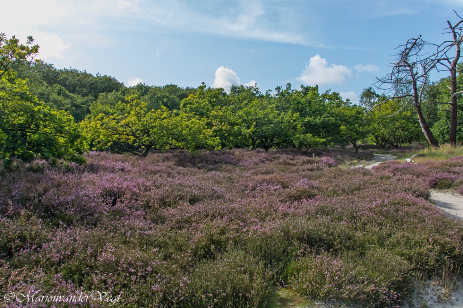 Heide in bloei - Weer en landschap - Heide
