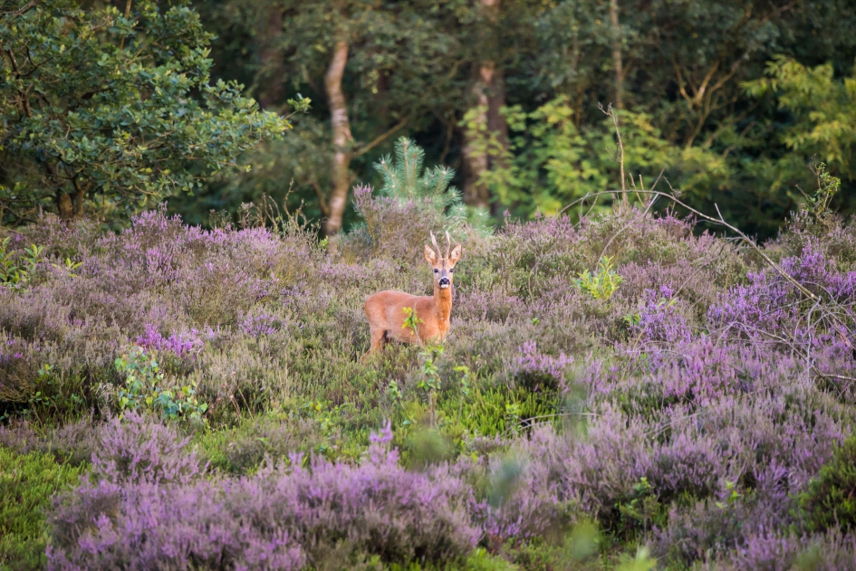 Heidebokje - Zoogdieren - Ree