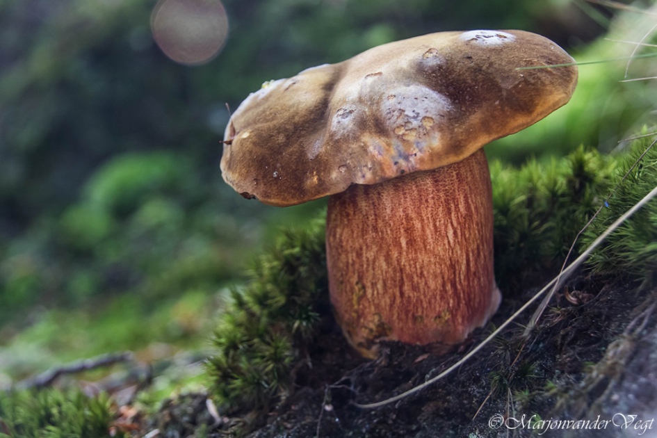 Heksenboleet - Schimmels - Heksenboleet