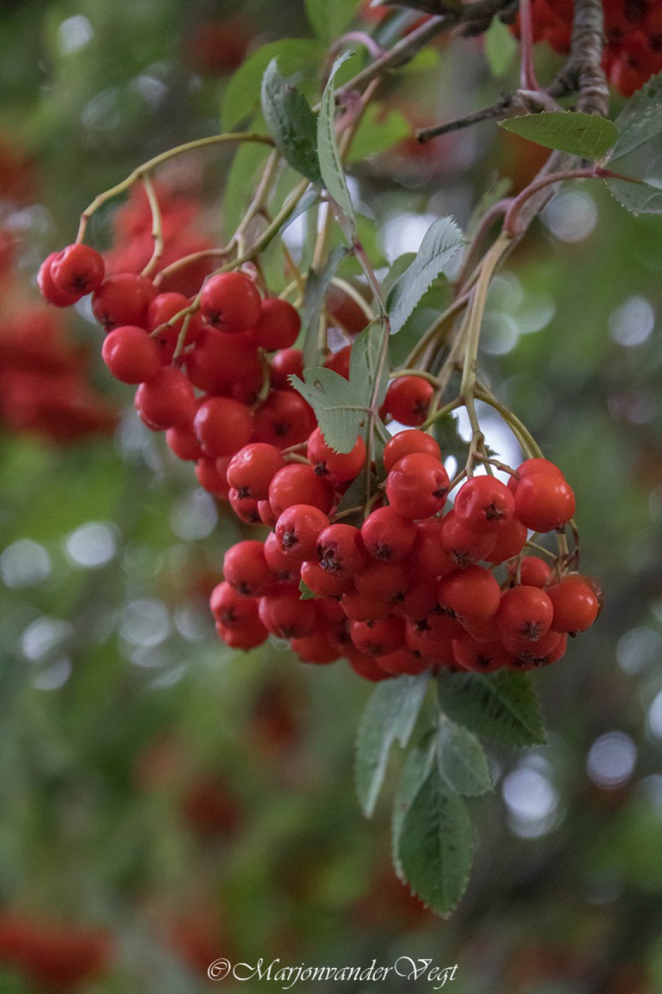 Herfstige kleuren - Planten - Lijsterbes