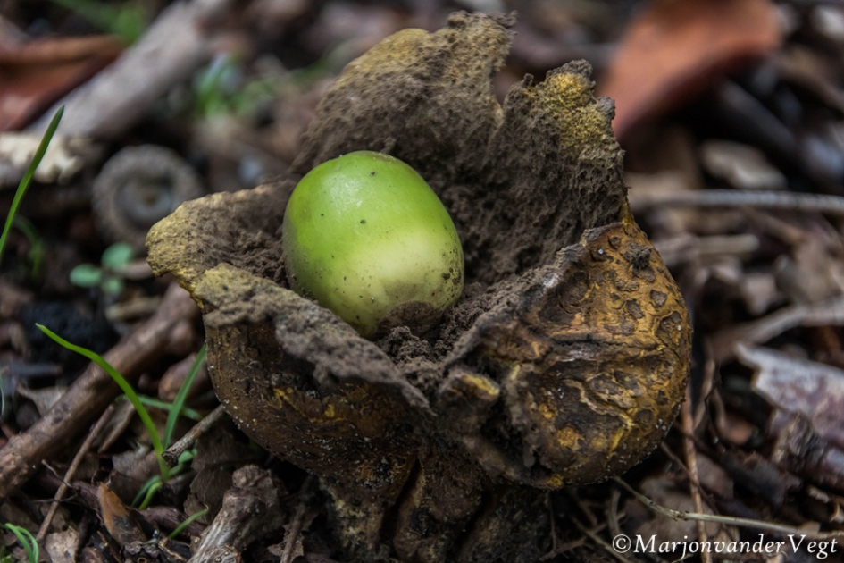 Herstig - Schimmels - Aardster