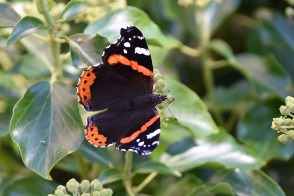 Het meest gezien in de tuinen! - Geleedpotigen - 