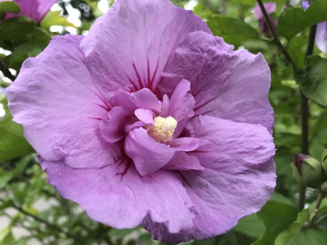 Hibiscus
