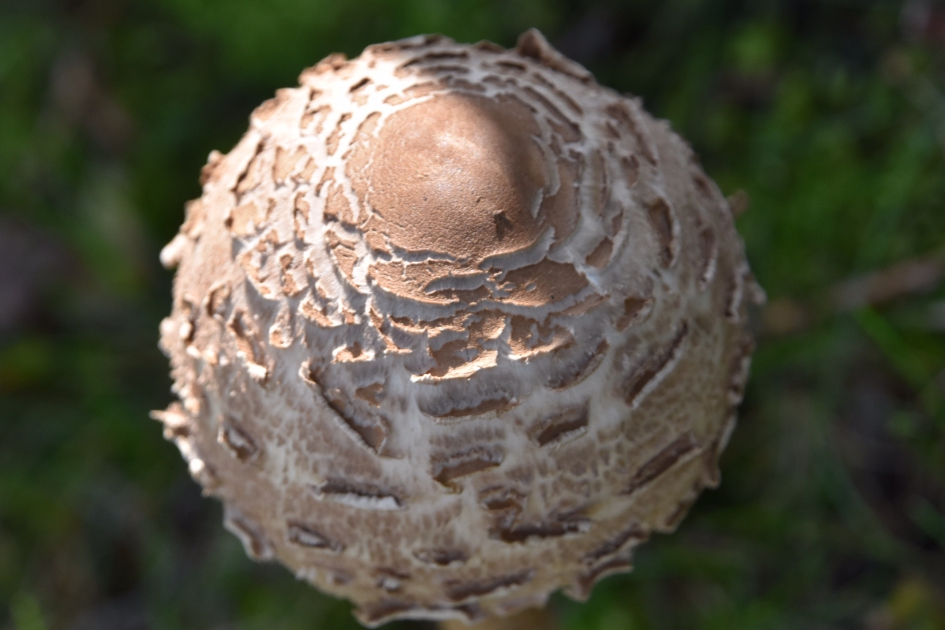 Hoed van de parasol paddestoel - Schimmels - 