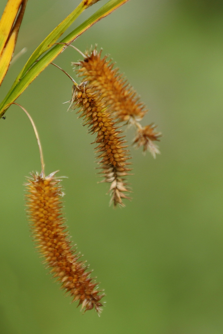 hoge cyperzegge - Planten - 