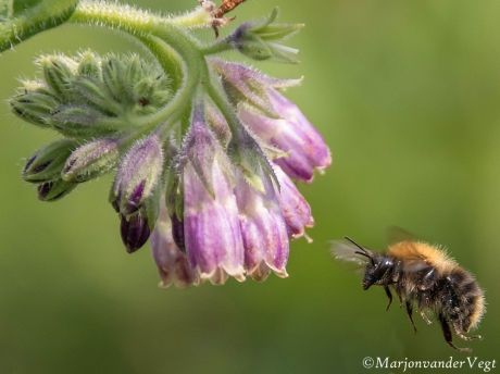 Hommel gaat op z'n neus af