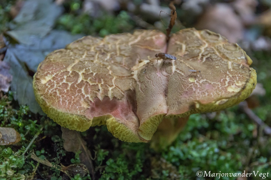 Hoog bezoek - Geleedpotigen - paddenstoel