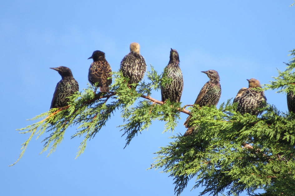 Hoog in de boom - Vogels - Spreeuwen