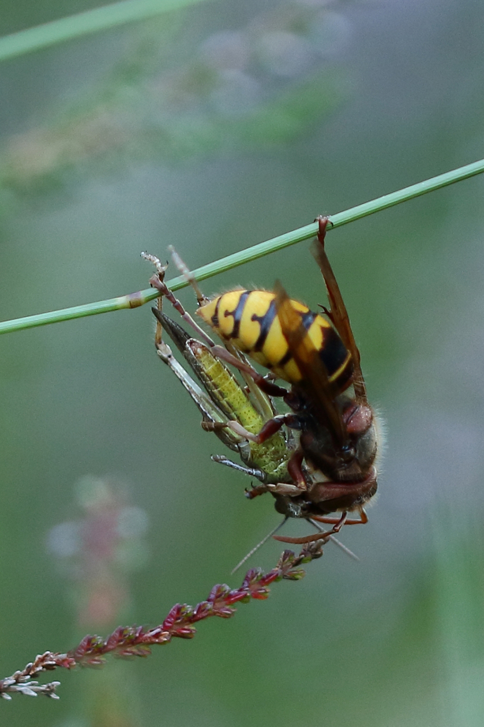 hoornaar - Geleedpotigen - 