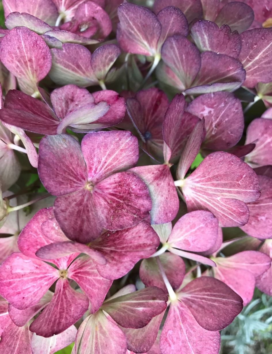 Hortensia - Planten - 