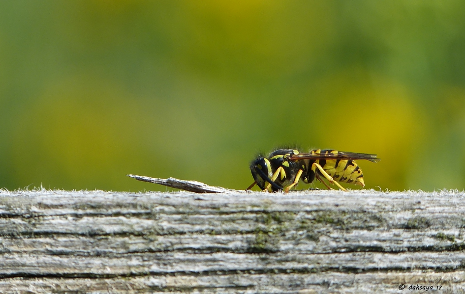 Houtbewerker - Geleedpotigen - Franse veldwesp