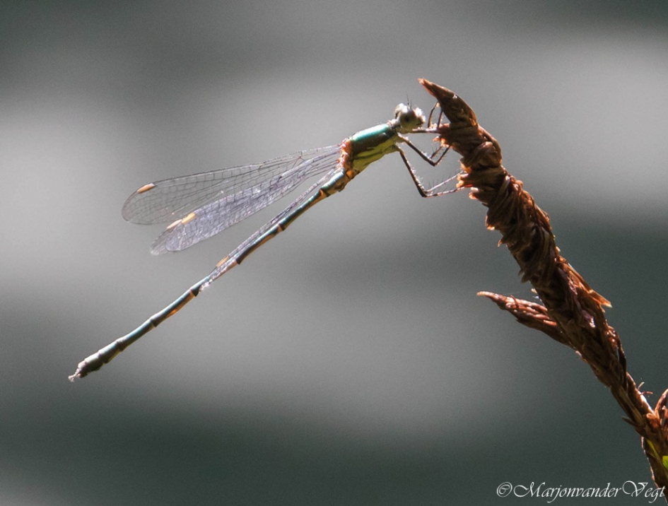 Houtpanserjuffer - Geleedpotigen - houtpantserjuffer