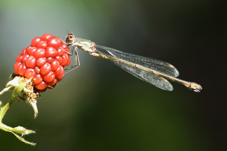 houtpantserjuffer -v-