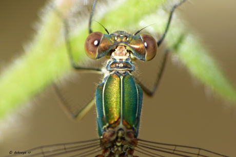 Houtpantserjuffer close