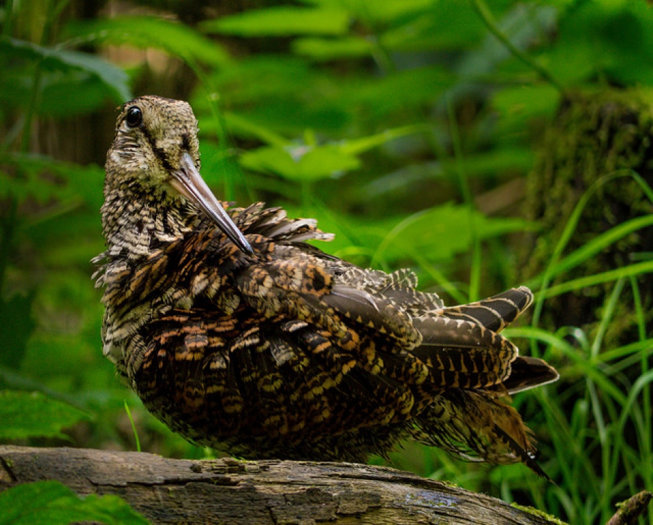 Houtsnip - Vogels - Houtsnip