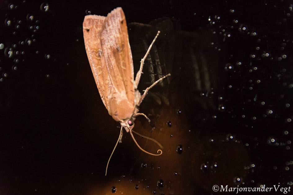 Huismoeder - Geleedpotigen - huismoeder