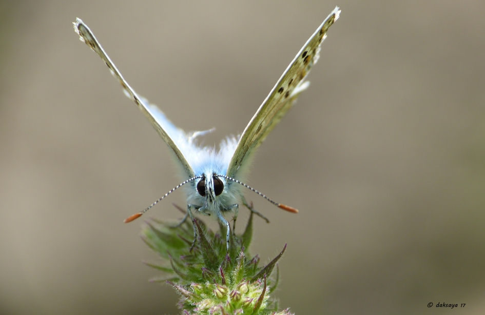 Icarusblauwtje - Geleedpotigen - 
