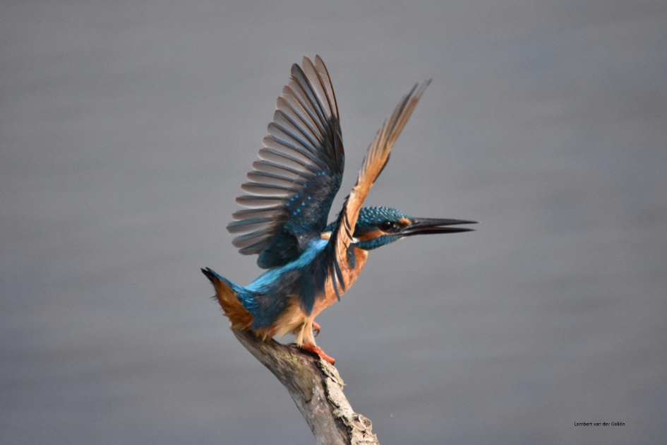 IJsvogel - Vogels - Ijsvogel