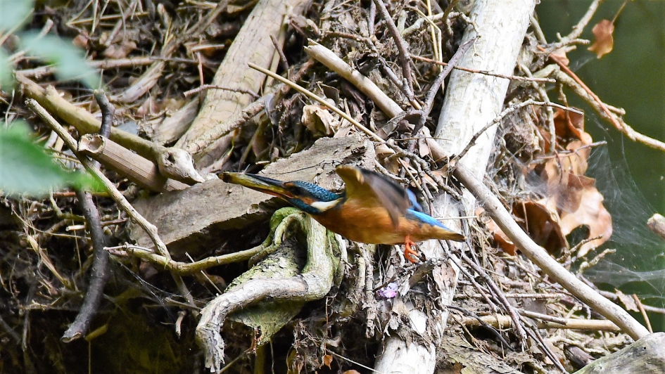 ijsvogel bij nest - Vogels - ijsvogel
