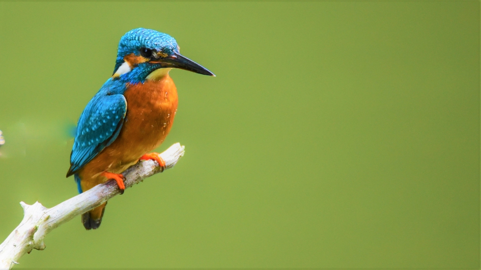 ijsvogel bij nest - Vogels - ijsvogel