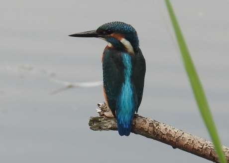 IJsvogeltje op de tak waar even later een libelle zit