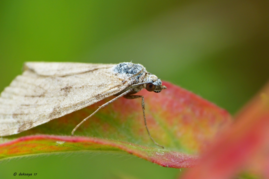 Ik ben boos - Geleedpotigen - 