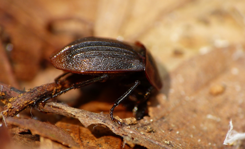 Ik wil niet.. - Geleedpotigen - Slakkenaaskever