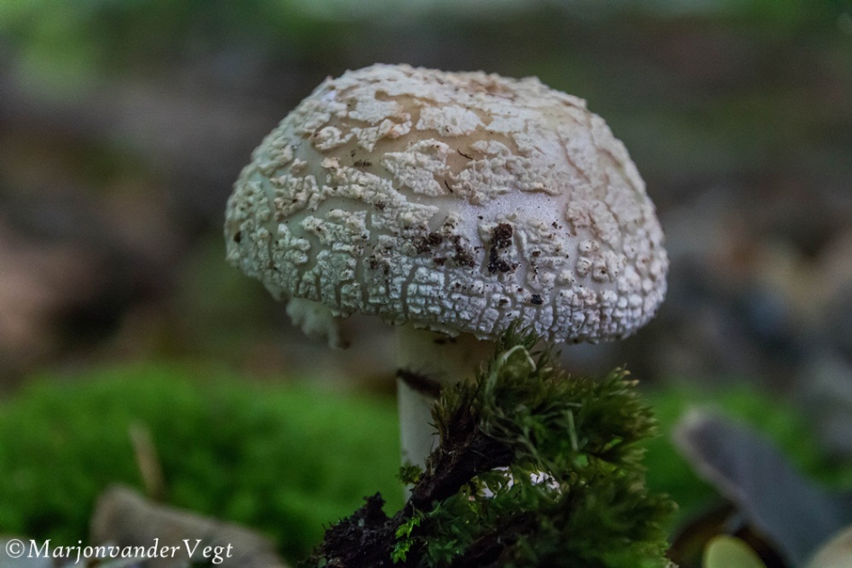 Ik worstel en .... - Schimmels - paddenstoel