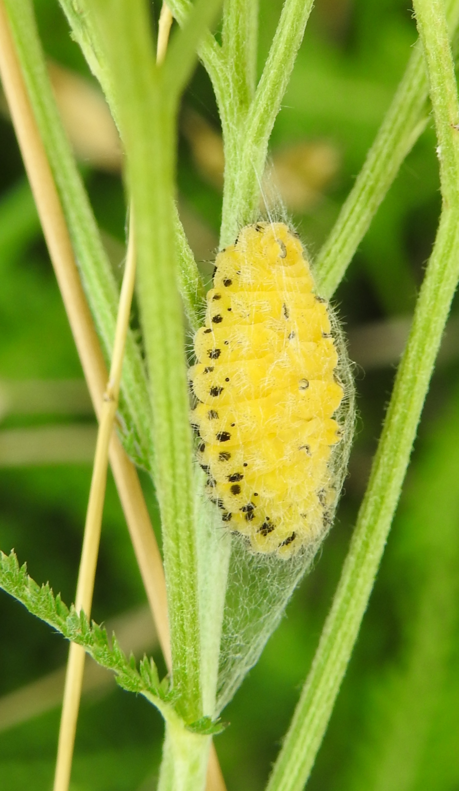 Ik zal me eens gaan verstoppen. - Geleedpotigen - Sint-Jansvlinder