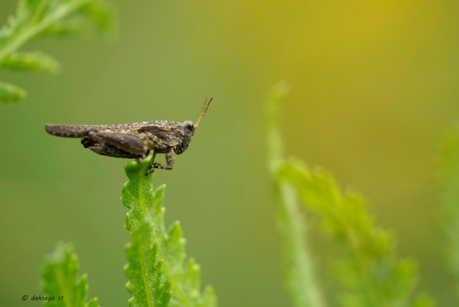 In balans - Geleedpotigen - Gewoon Doorntje