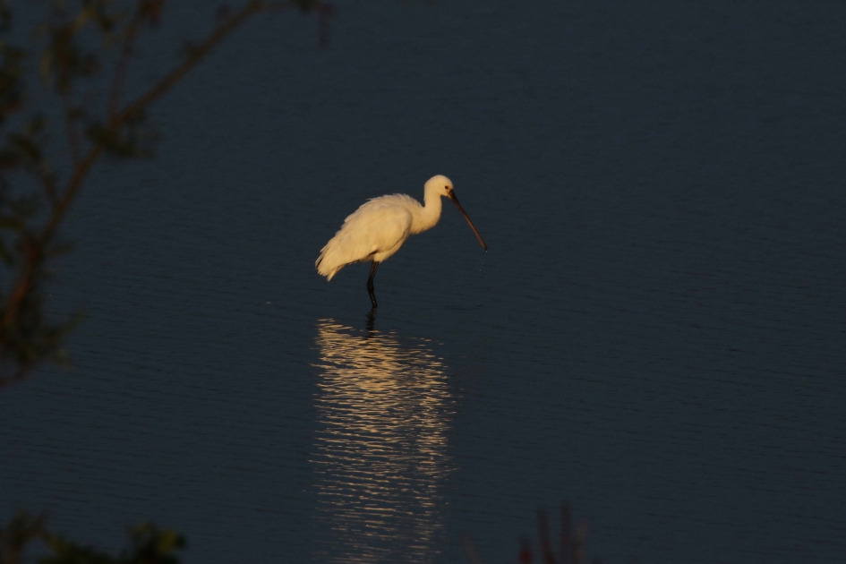 In de avond.. - Vogels - Lepelaar