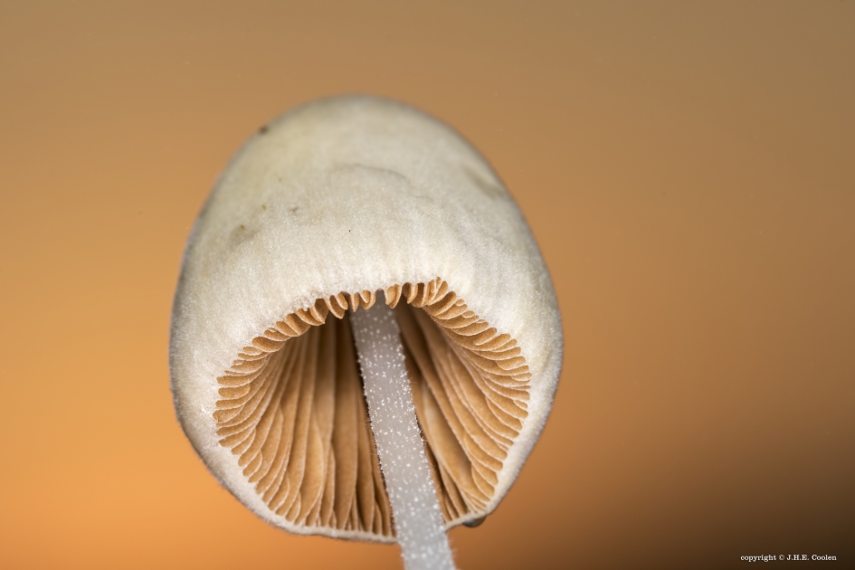 In de ochtendgloed - Schimmels - 