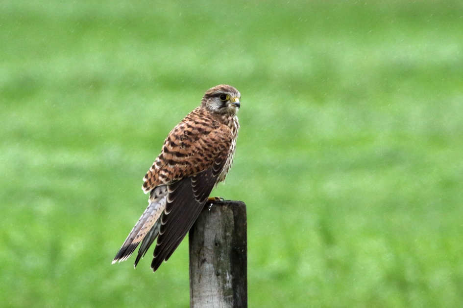 In de regen - Vogels - Torenvalk