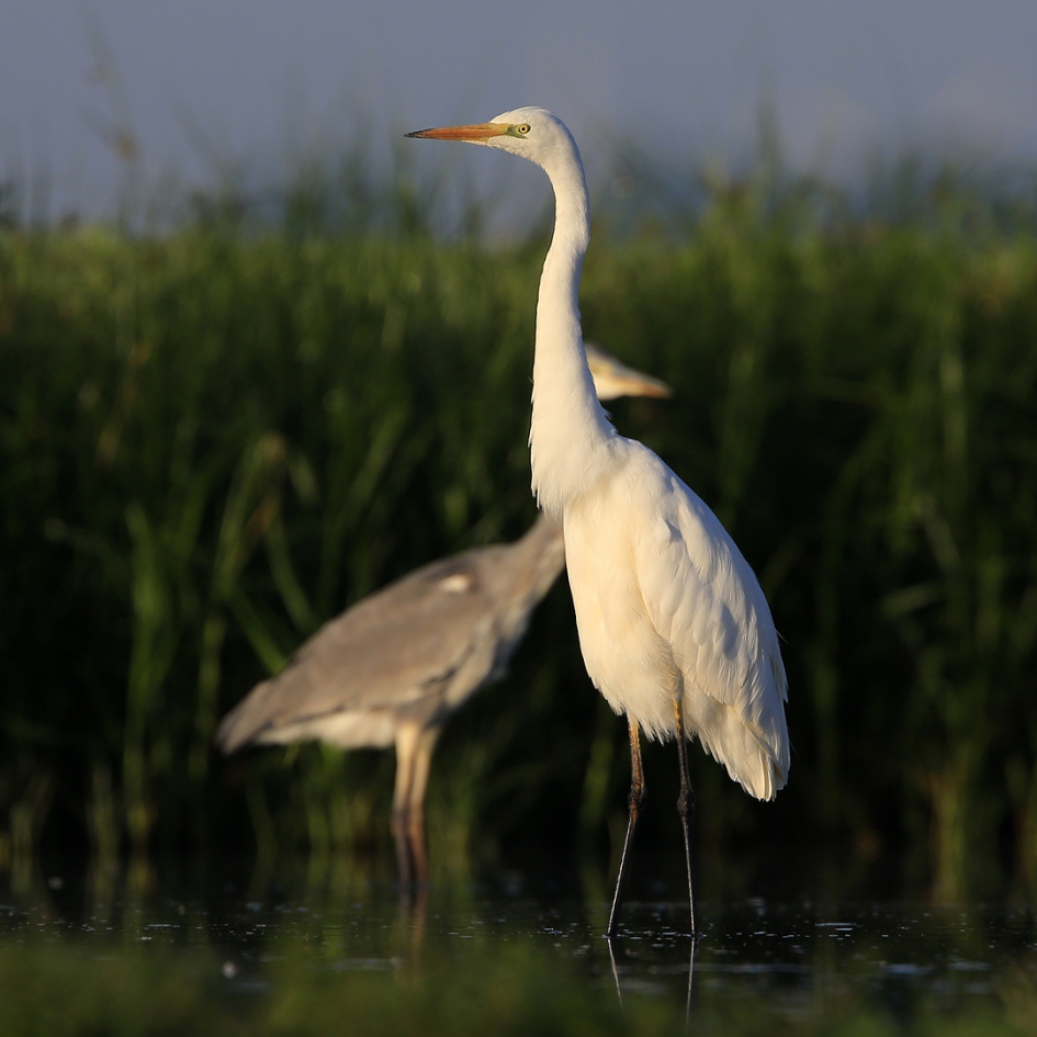 In dezelfde vijver ... - Vogels - Grote Zilverreiger