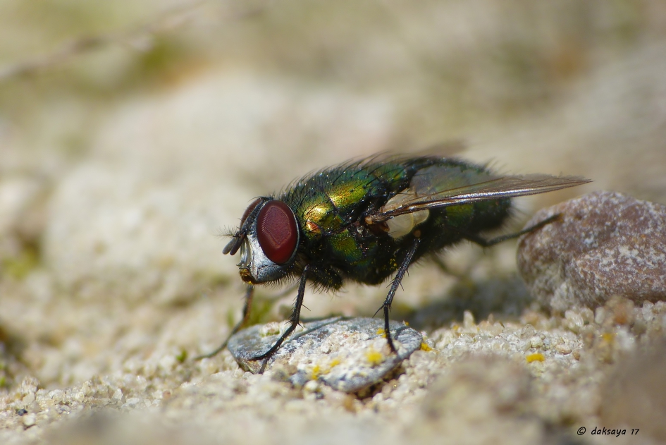 In gedachten verzonken - Geleedpotigen - Groene keizersvlieg