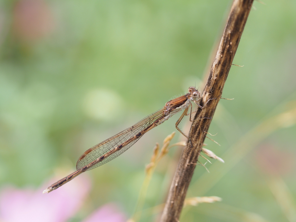 In harmonie - Geleedpotigen - 