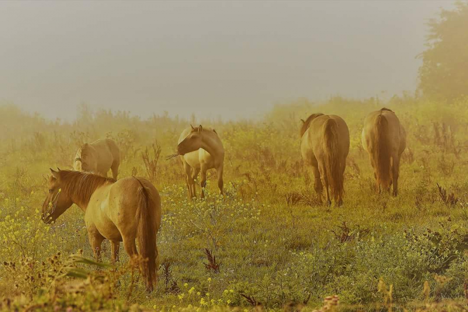 In het eerste licht - Zoogdieren - PAARDEN